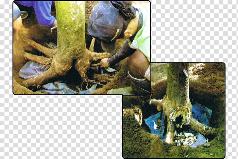 Pará rubber tree Reptile Rigidoporus microporus Natural rubber, rubber tree transparent background PNG clipart