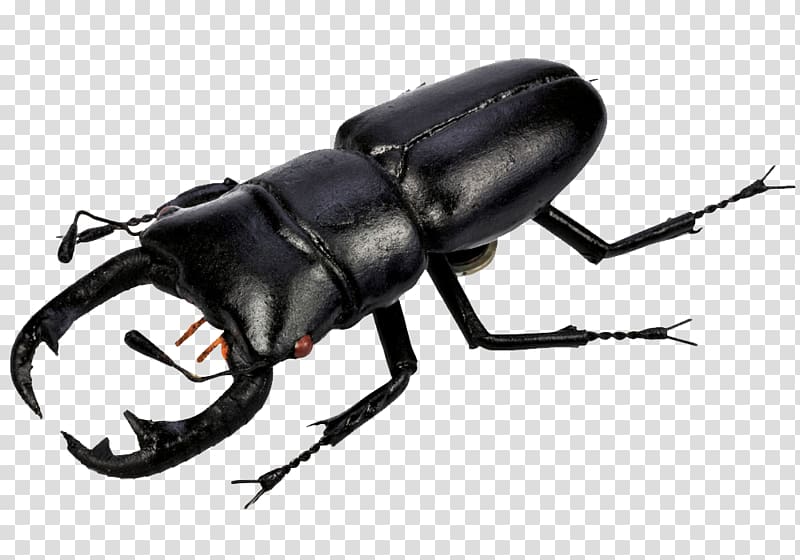 Beetle , Beetle Pic transparent background PNG clipart