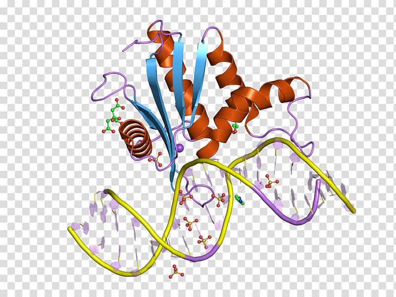 Ribonuclease H RNASEH1 Endonuclease Enzyme, others transparent background PNG clipart