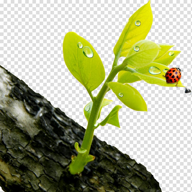 Green Flower Bud , Spring Ladybug transparent background PNG clipart