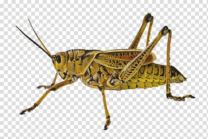 Insect Animal Grasshopper Jumping Locust, Grasshopper Closeup transparent background PNG clipart
