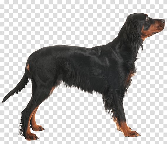 Field Spaniel Gordon Setter Picardy Spaniel Montenegrin Mountain Hound Russian Spaniel, others transparent background PNG clipart