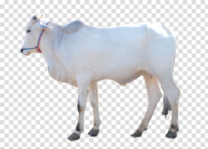 Dairy cattle Boer goat Brahman cattle Taurine cattle Calf, sheep transparent background PNG clipart