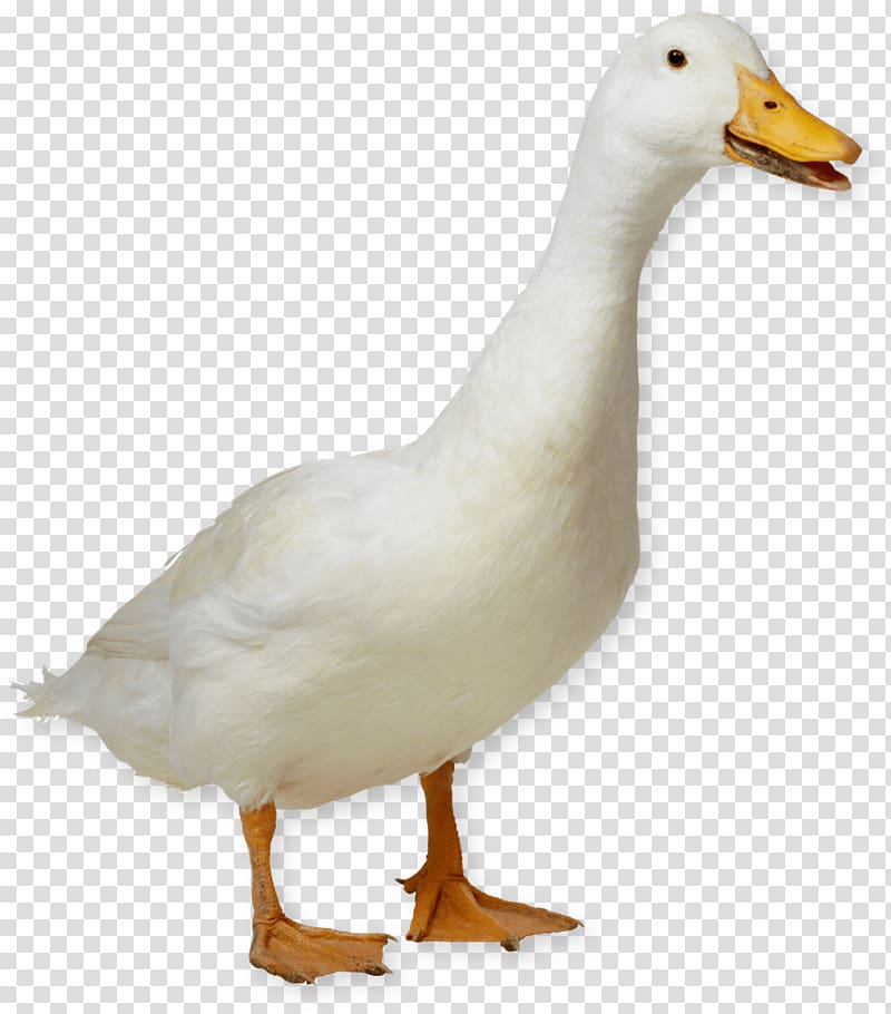American Pekin Duck Goose German Pekin Portable Network Graphics, duck transparent background PNG clipart