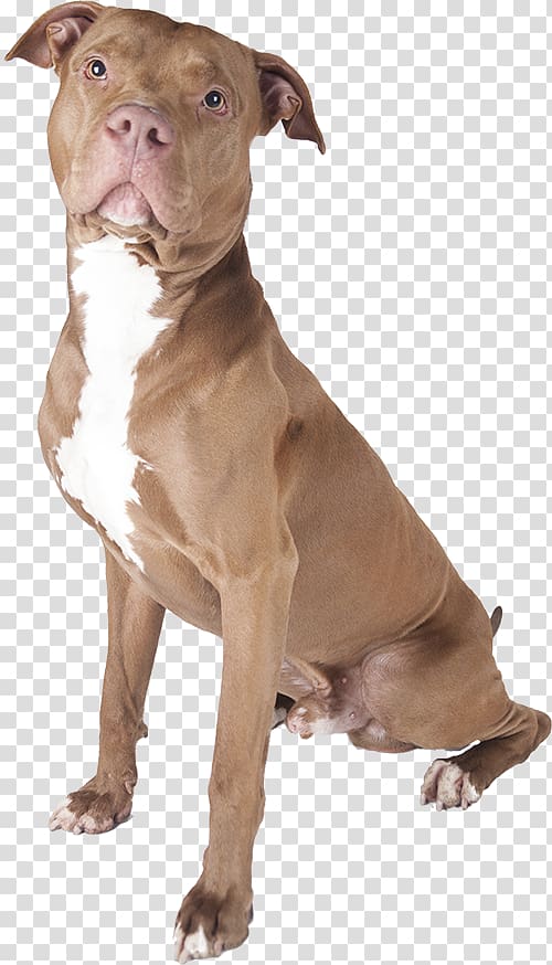 American Pit Bull Terrier Staffordshire Bull Terrier American Staffordshire Terrier, bull dog transparent background PNG clipart
