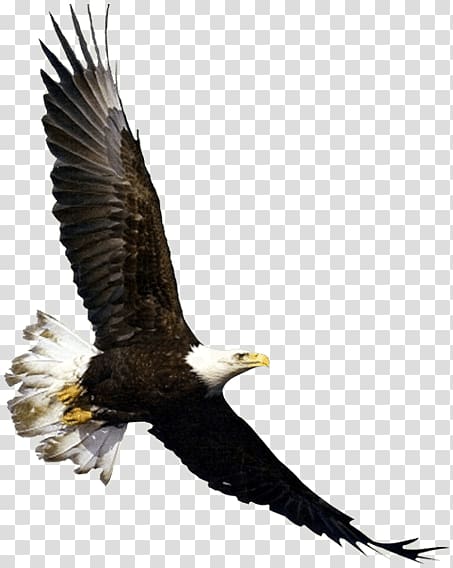 Bald Eagle Bird Flight White-tailed Eagle, Eagle Hit The Sky transparent background PNG clipart