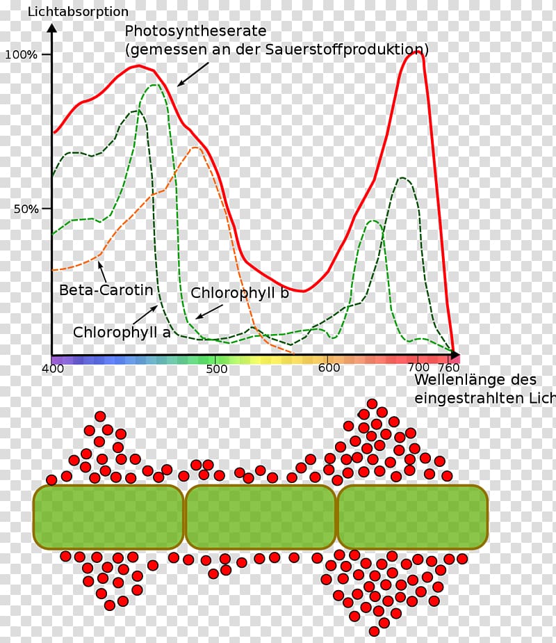 Grow light synthesis Chlorophyll Wavelength, light transparent background PNG clipart