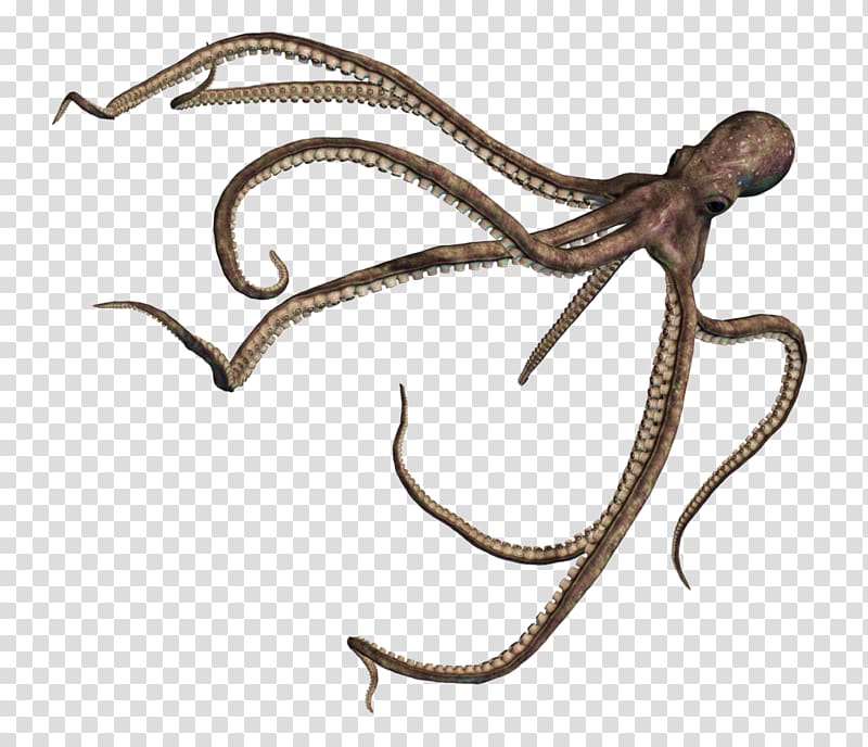 Enteroctopus , octapus transparent background PNG clipart