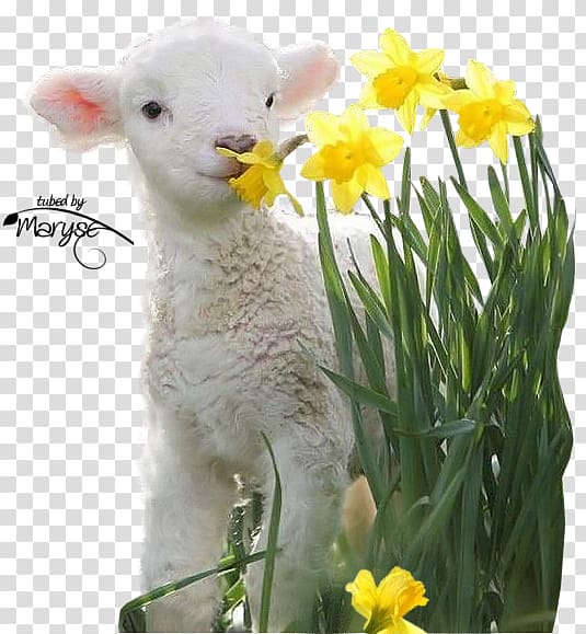 Valais Blacknose Lamb and mutton Goat Infant Easter, goat transparent background PNG clipart