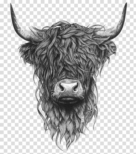 Highland cattle Scottish Highlands Paper Drawing Printing, painting transparent background PNG clipart