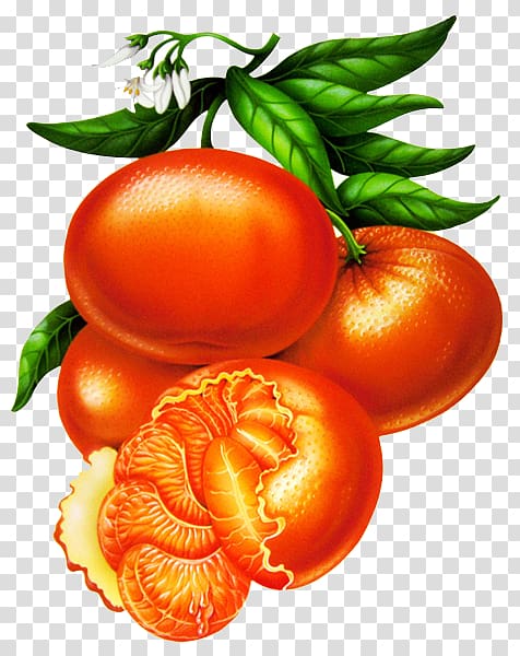 Plum tomato Mandarin orange Decoupage Illustration, orange transparent background PNG clipart