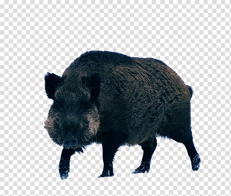 Wild boar Peccary Game, Boar material transparent background PNG clipart