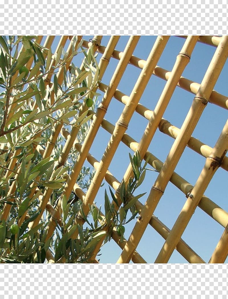 Bamboo Bambou Trellis Phyllostachys nigra Phyllostachys edulis, bamboo transparent background PNG clipart