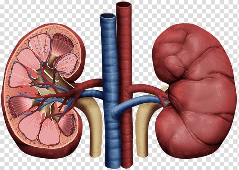 kidney , Kidney failure Membranoproliferative glomerulonephritis Minimal change disease Membranous glomerulonephritis, kidney transparent background PNG clipart