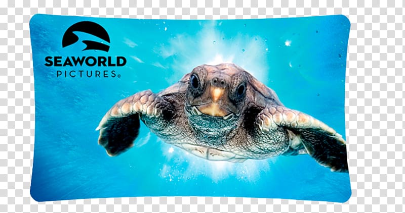 Sea turtle Hannover House OTCMKTS:HHSE Documentary film, turtle transparent background PNG clipart