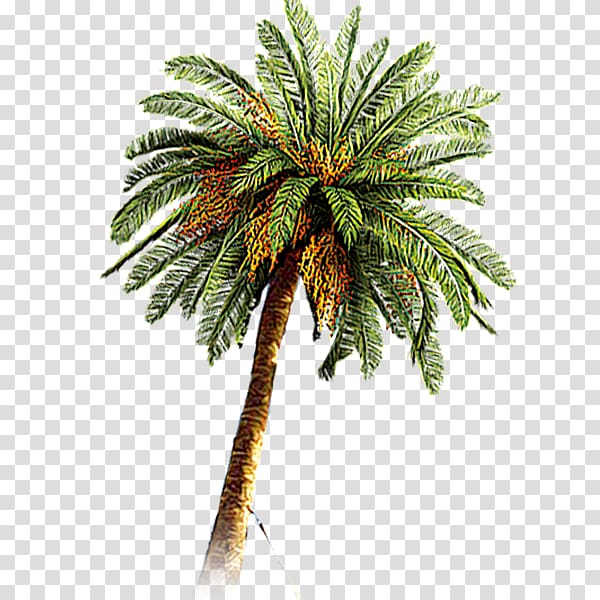 Coconut Arecaceae Date palm, tree transparent background PNG clipart