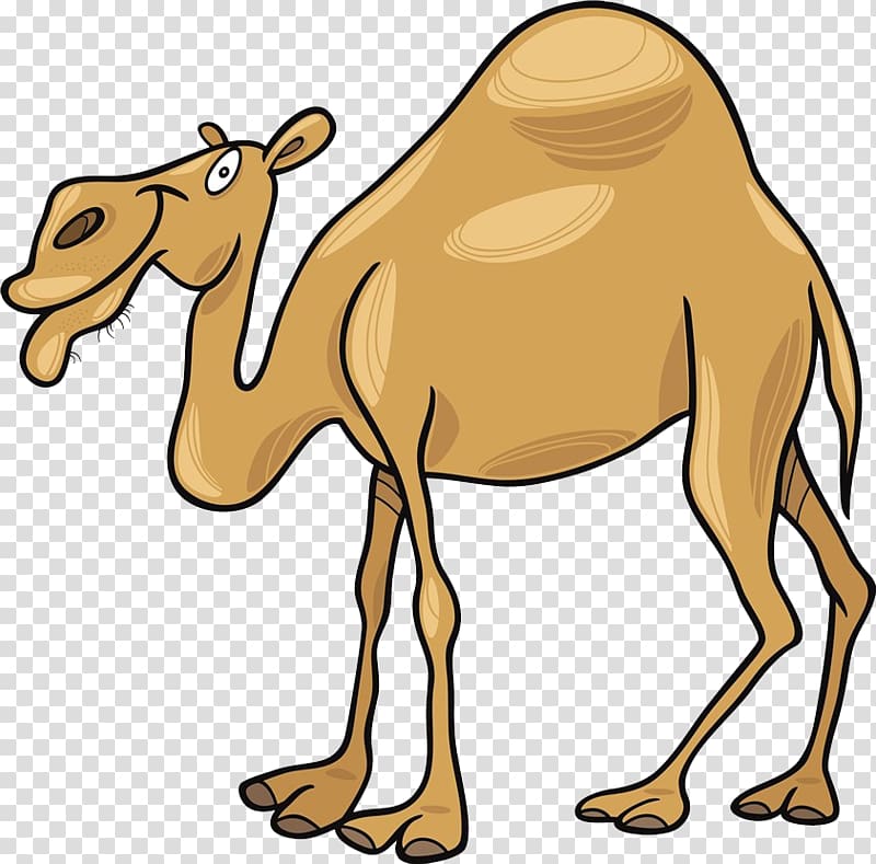 Dromedary Cartoon , A cartoon camel transparent background PNG clipart