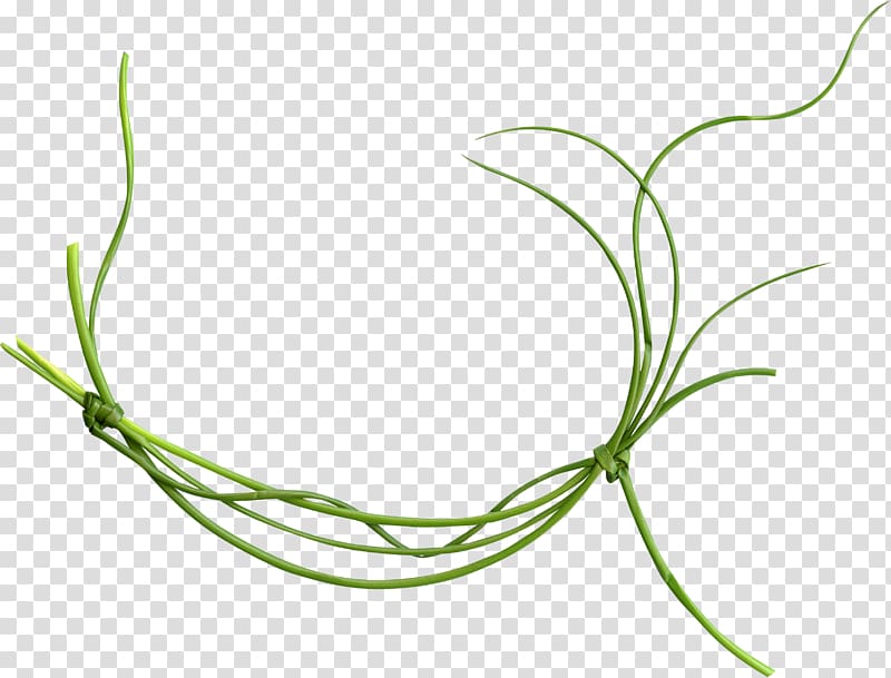 Common Vetch Vine Green, fling transparent background PNG clipart