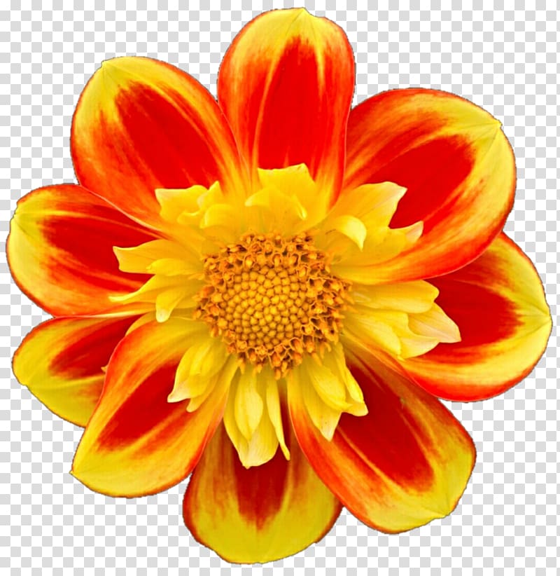 Dahlia Floristry Transvaal daisy Cut flowers Chrysanthemum, chrysanthemum transparent background PNG clipart