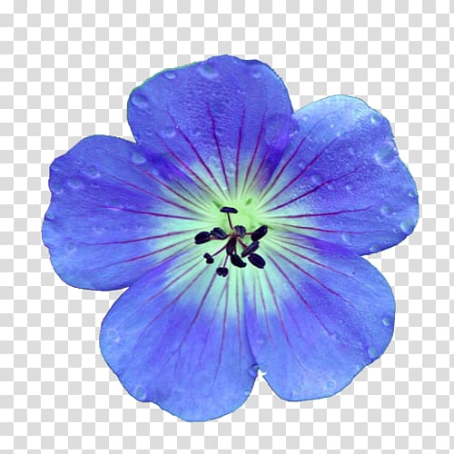Crane\'s-bill Flower Blue Best Geraniums Nature, flower transparent background PNG clipart