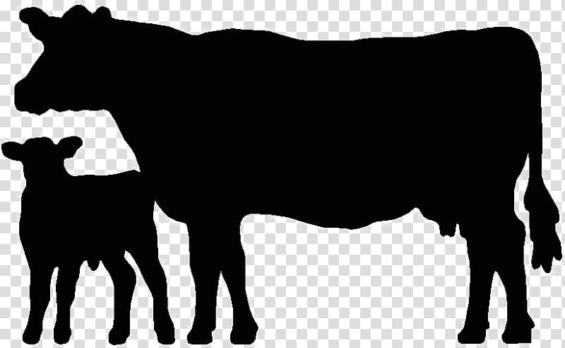 Angus cattle Beef cattle Welsh Black cattle Holstein Friesian cattle Calf, bull transparent background PNG clipart