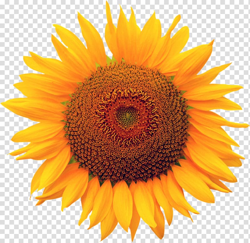 file formats Computer file, sunflower transparent background PNG clipart