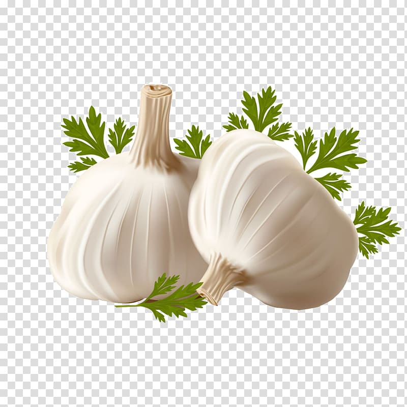 Garlic breath , garlic transparent background PNG clipart