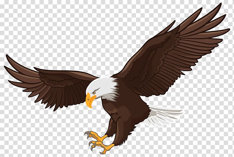 Bald Eagle White-tailed Eagle , eagle transparent background PNG clipart