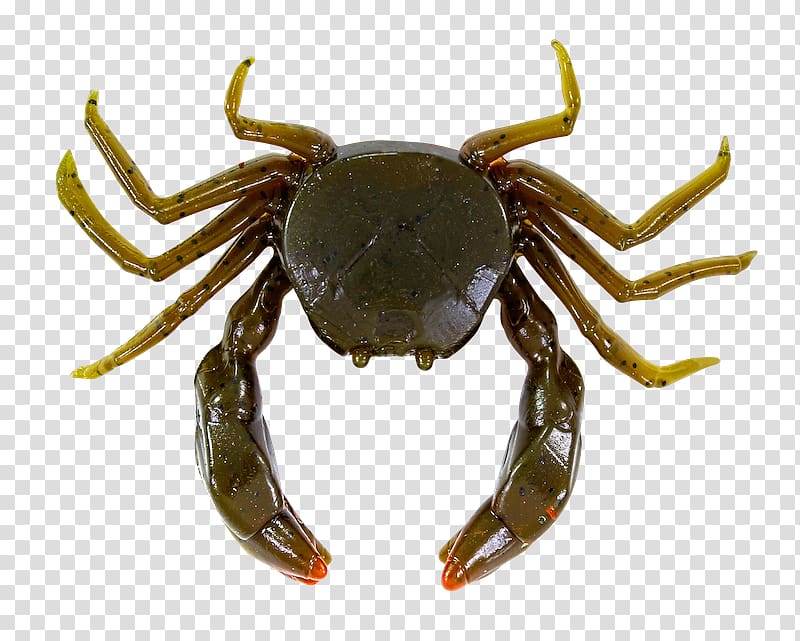 Dungeness crab Freshwater crab European green crab Cangrejo, crab transparent background PNG clipart