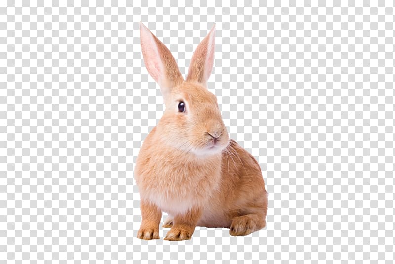 Domestic rabbit European rabbit Hare Rodent, rabbit transparent background PNG clipart