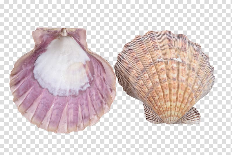 Clam Seashell Cockle Scallop Mussel, seashell transparent background PNG clipart