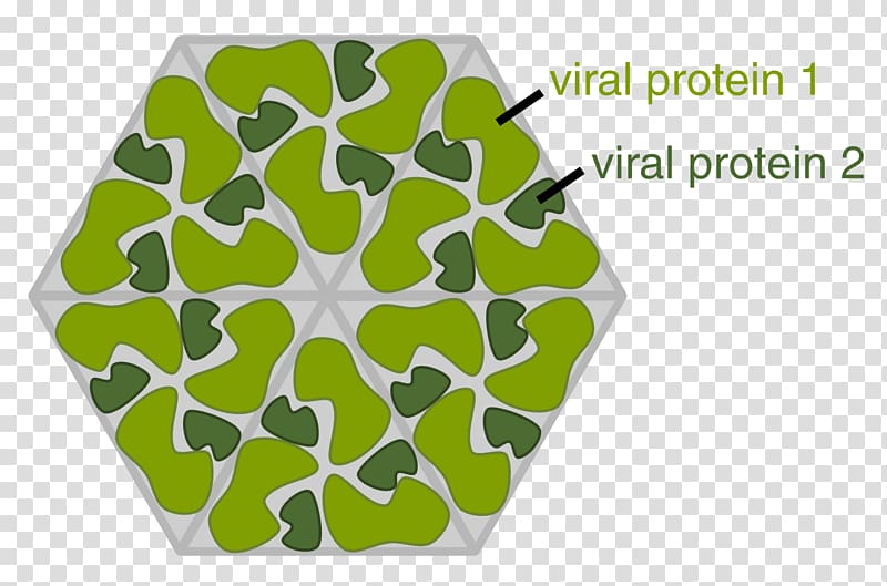 Capsid Virus Viral protein Virion, boundless transparent background PNG clipart