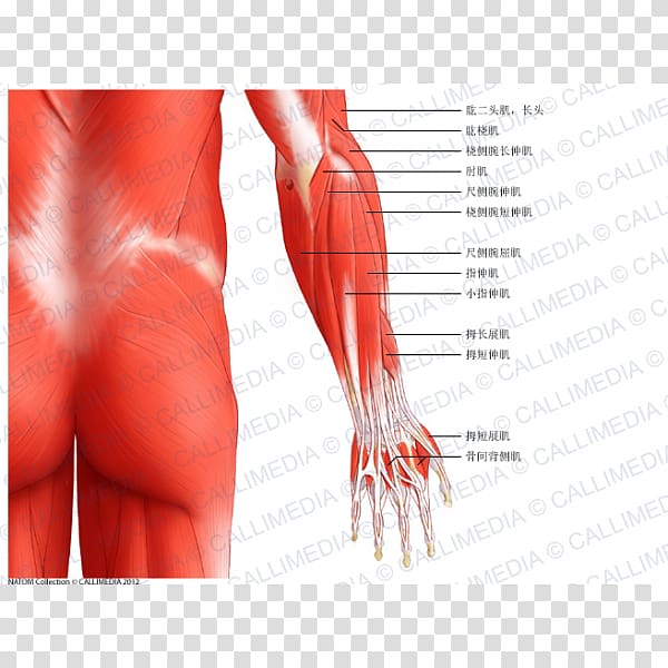 Forearm Elbow Extensor digitorum muscle Muscular system, arm transparent background PNG clipart