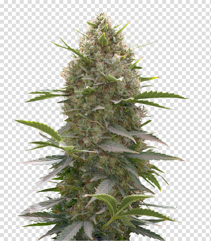 Car Skunk 420 Magazine Autoflowering cannabis Kush, car transparent background PNG clipart