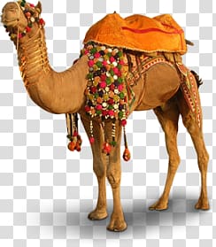 Camel transparent background PNG clipart