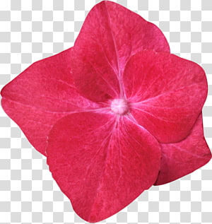 Magenta, others transparent background PNG clipart thumbnail