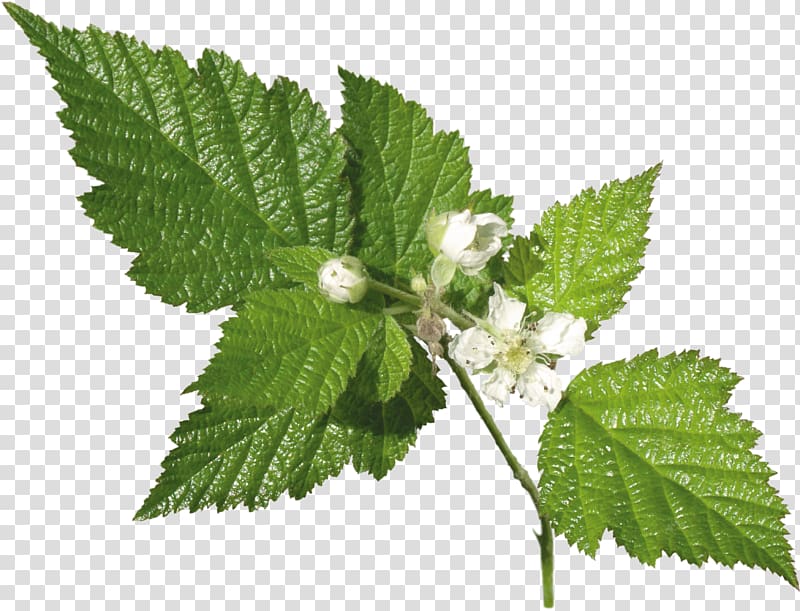 Leaf Herb Plant Common Nettle Archive file, leafs transparent background PNG clipart