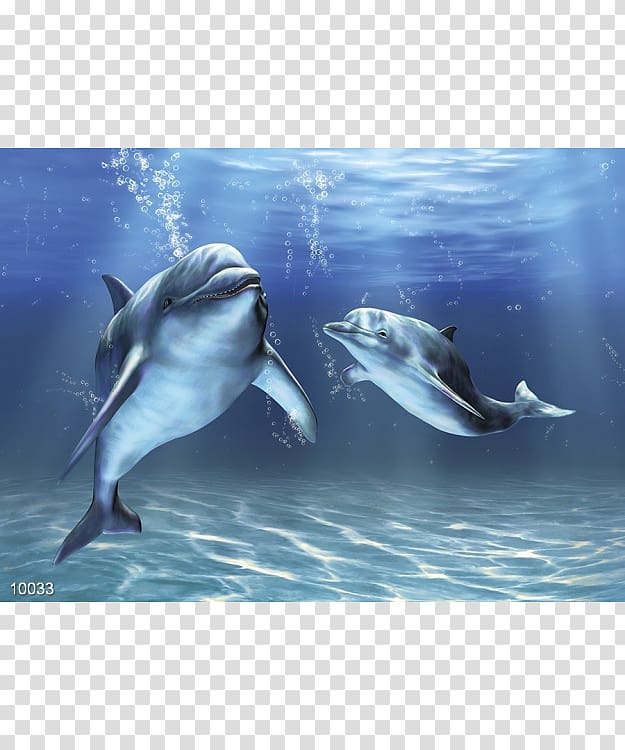 Bottlenose dolphin Sea , dolphin transparent background PNG clipart