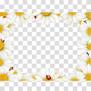 white daisy flower border illustration, Flower Chamomile Illustration, Square chrysanthemum video border transparent background PNG clipart thumbnail