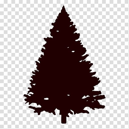 Fir Pine Tree Conifers Evergreen, pine transparent background PNG clipart