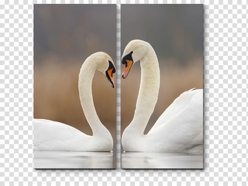 Cygnini Bird Love Life Monogamy, Bird transparent background PNG clipart