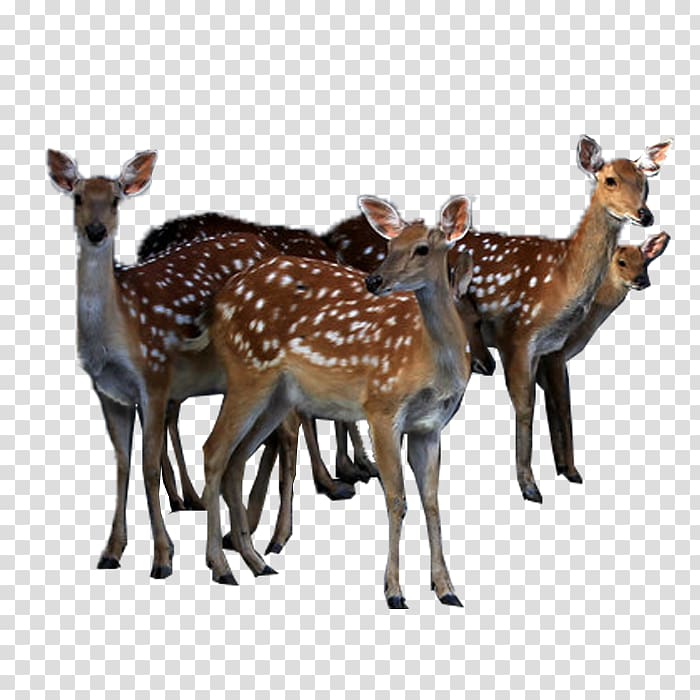 Reindeer White-tailed deer Sika deer, Deer transparent background PNG clipart