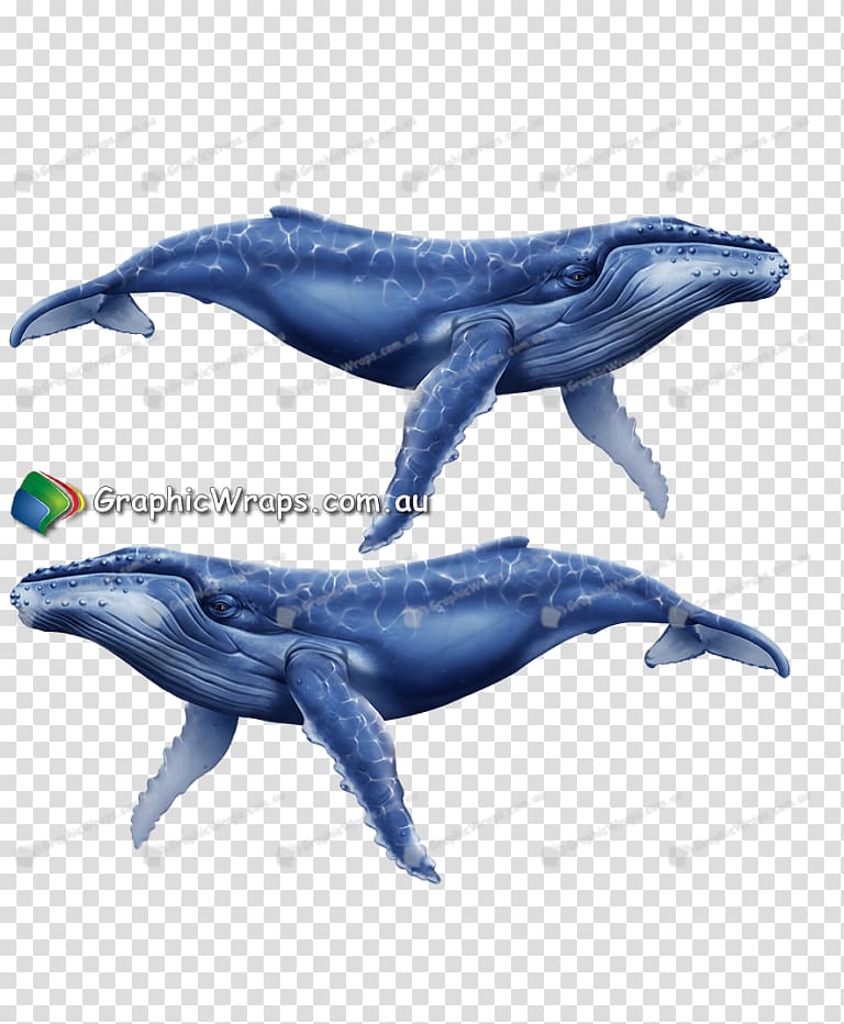 Common bottlenose dolphin Tucuxi Rough-toothed dolphin Cetaceans Wholphin, dolphin transparent background PNG clipart