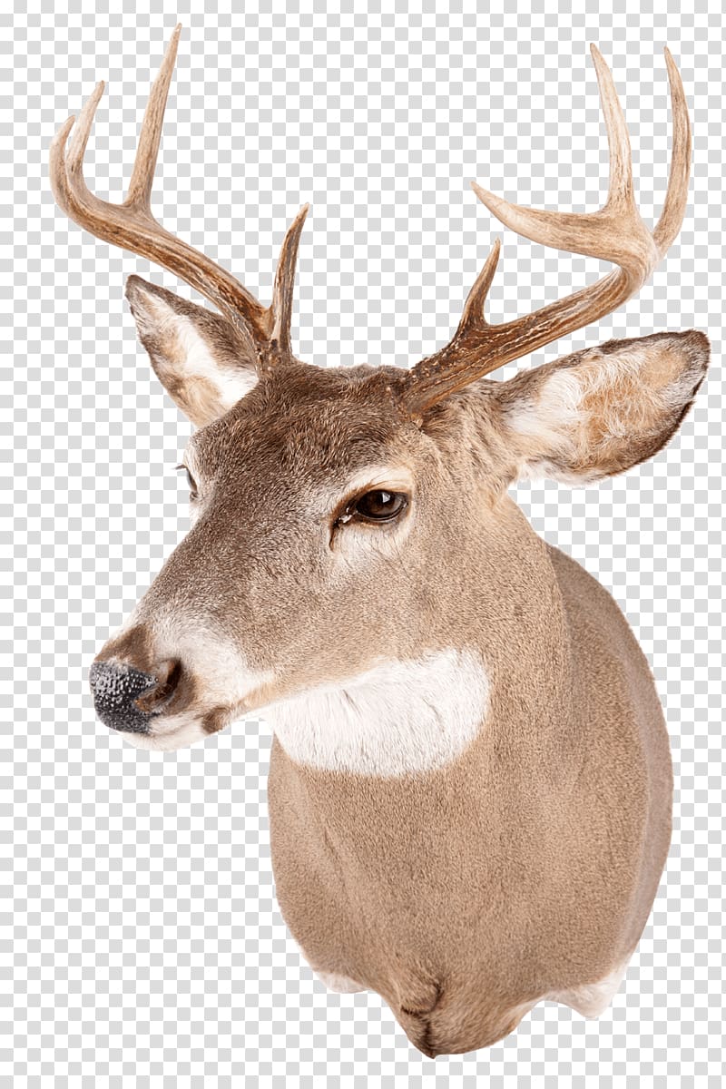 White-tailed deer Red deer Reindeer Antler, deer head transparent background PNG clipart
