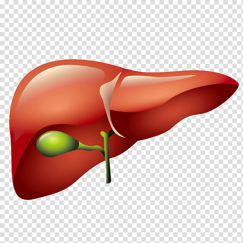 liver transparent background PNG clipart