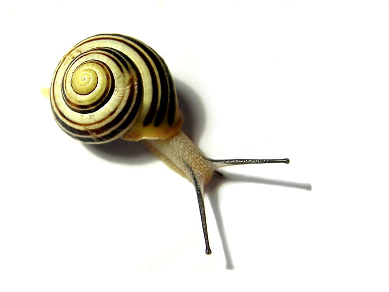 Gastropods Snail slime Desktop Seashell, snails transparent background PNG clipart