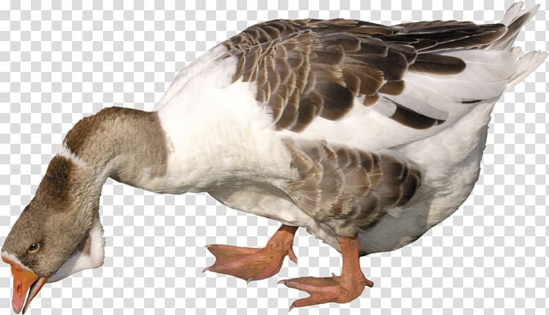 Goose transparent background PNG clipart