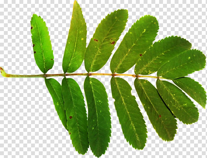 Leaf Sorbus aucuparia Plant stem , real leaf transparent background PNG clipart