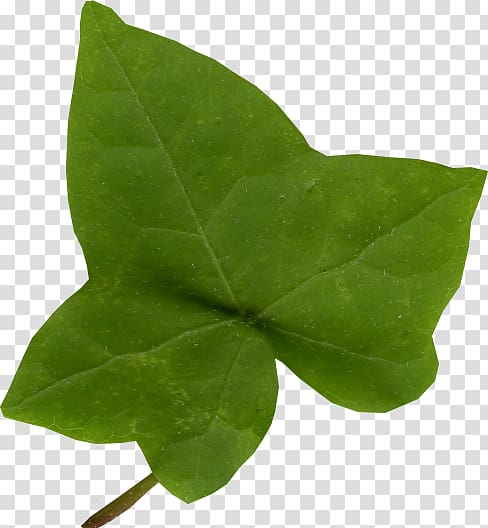 Leaf Common ivy Araliaceae Vine, ivy transparent background PNG clipart