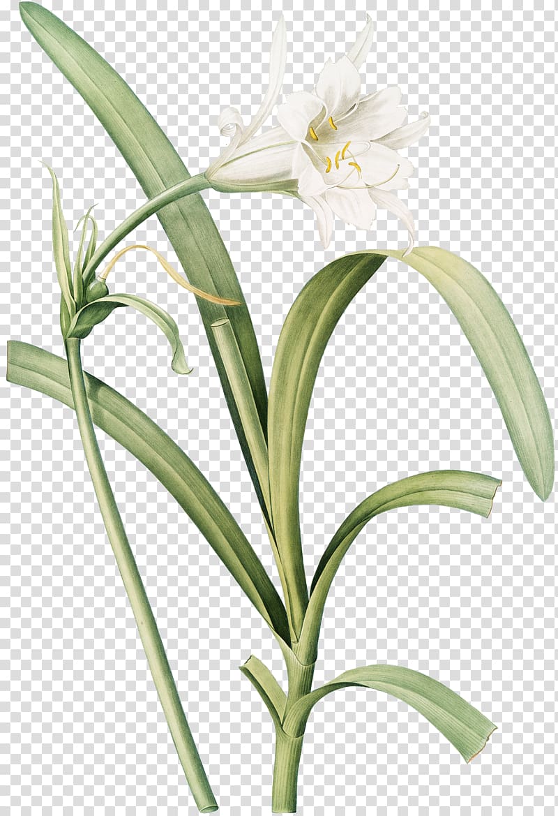 Beach spider lily Lithography Art Cut flowers, the flower fairy transparent background PNG clipart